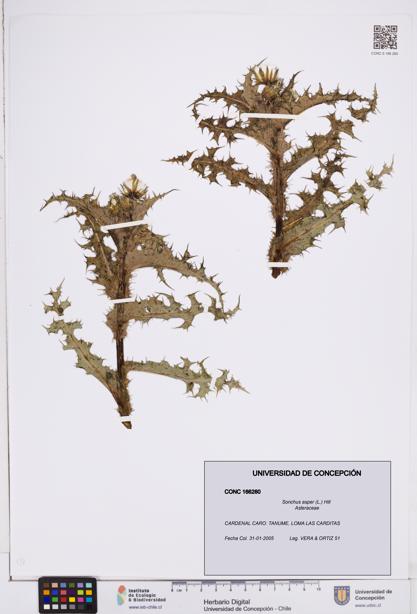 Sonchus asper [Espécimen: ]
