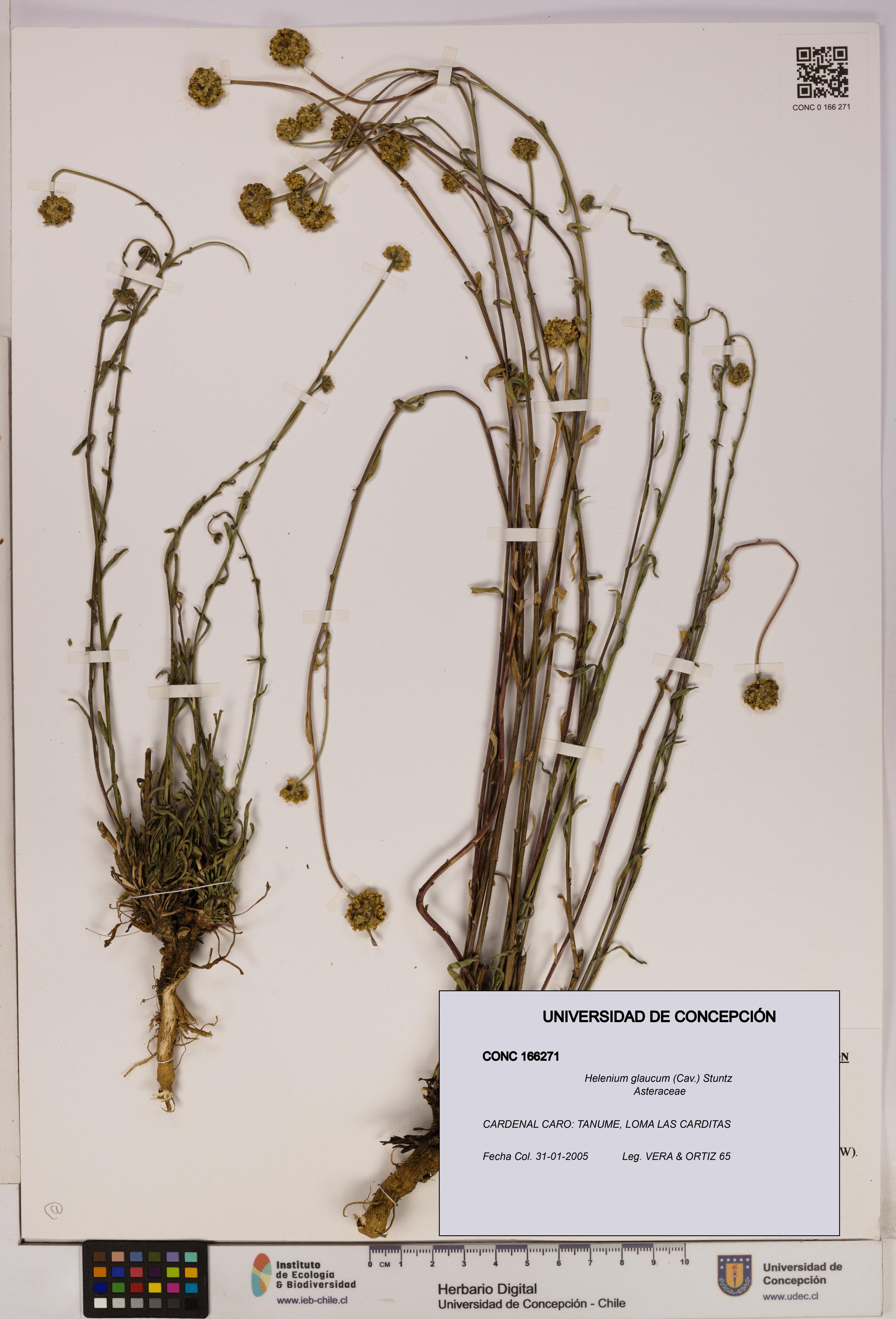 Helenium glaucum [Espécimen: UDEC:CONC:0166271]