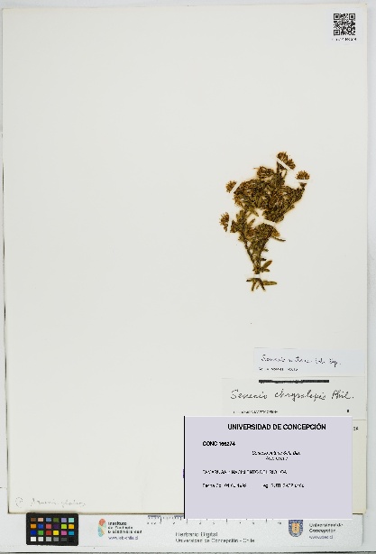 Senecio nutans [Espécimen: UDEC:CONC:0166274]
