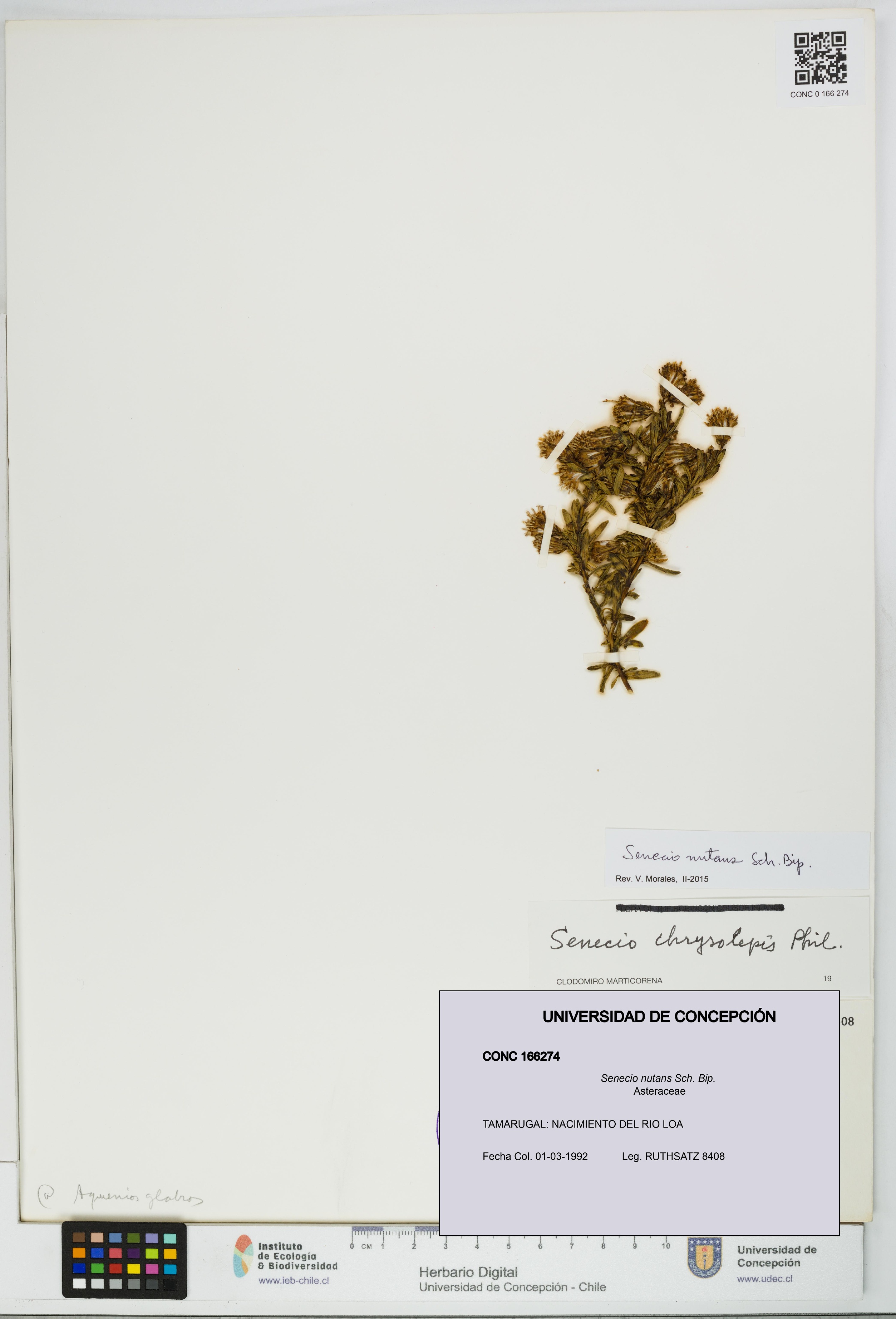 Senecio nutans [Espécimen: UDEC:CONC:0166274]