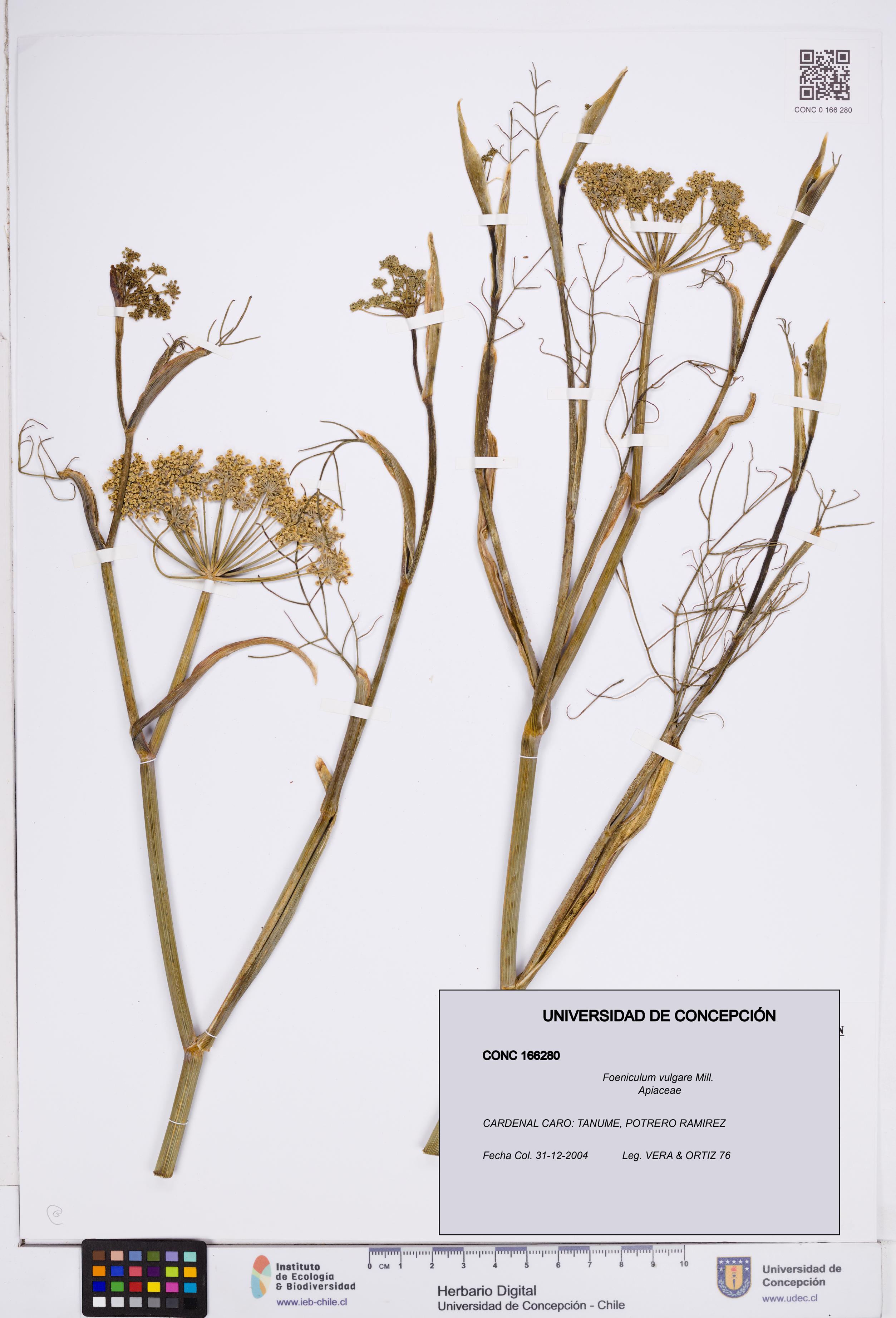 Foeniculum vulgare [Espécimen: ]