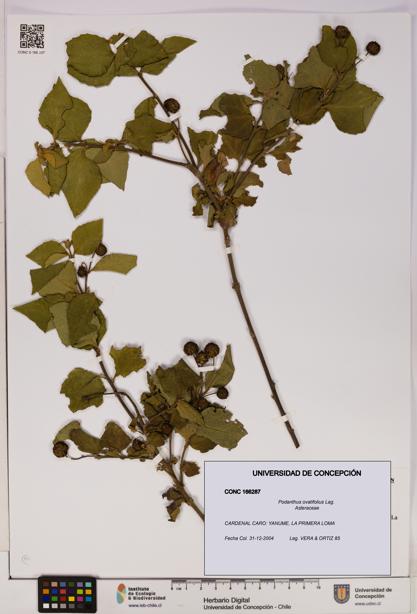 Podanthus ovatifolius [Espécimen: ]