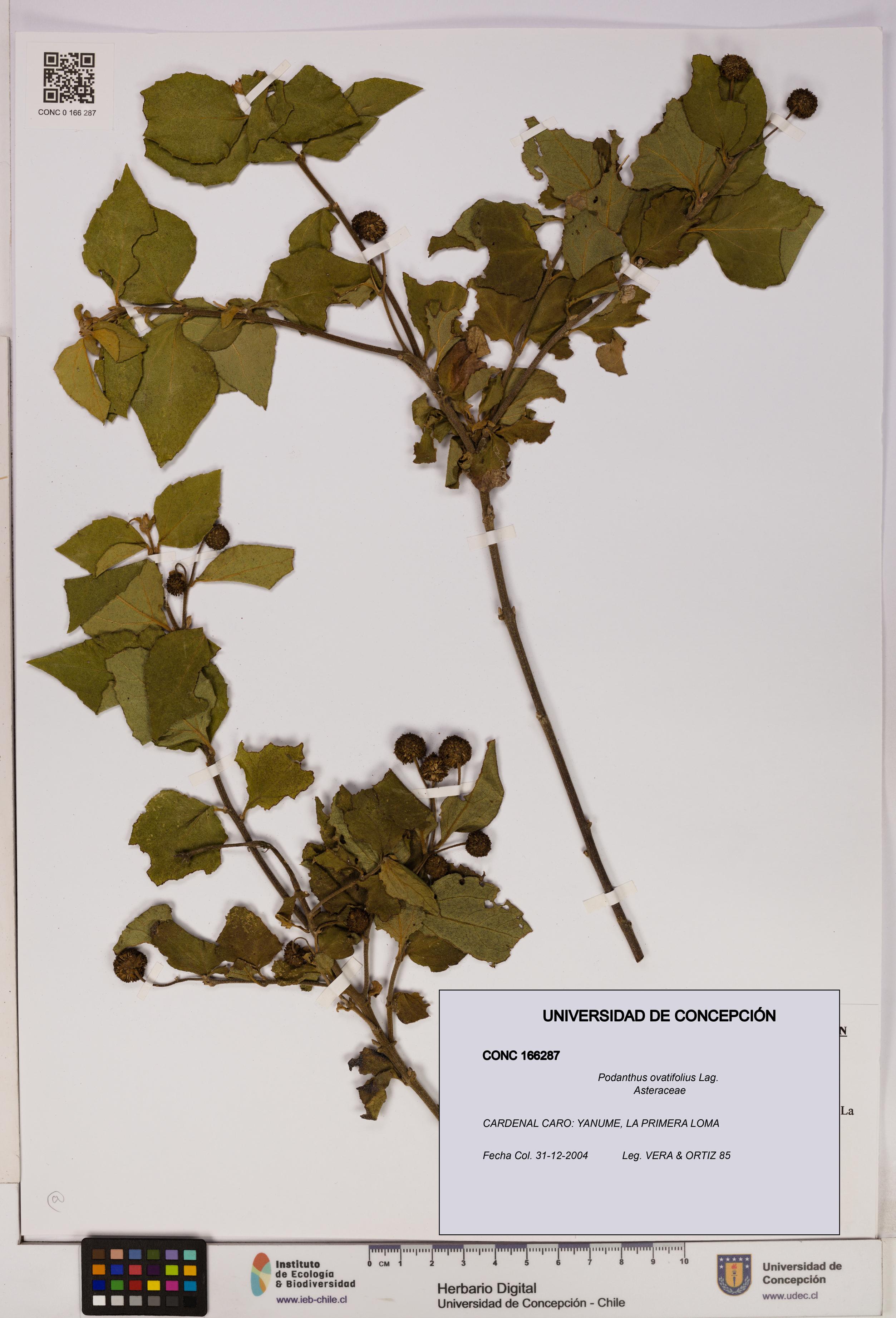 Podanthus ovatifolius [Espécimen: ]