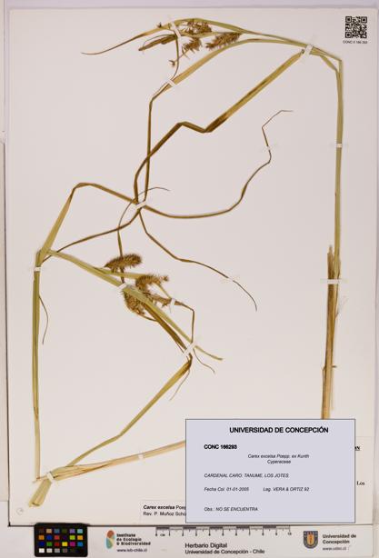 Carex excelsa [Espécimen: UDEC:CONC:0166293]