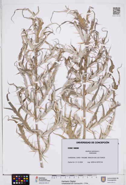 Xanthium spinosum [Espécimen: ]