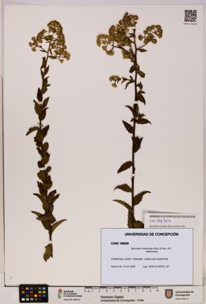 Baccharis racemosa [Espécimen: UDEC:CONC:0166305]