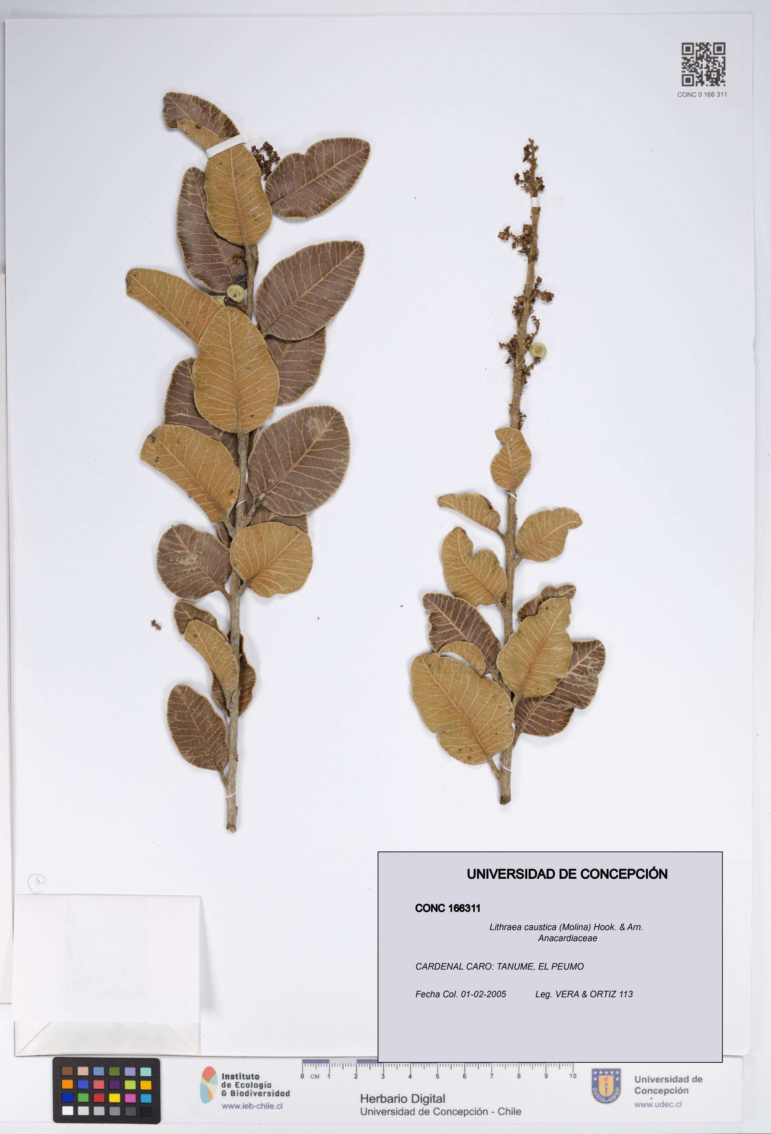 Lithraea caustica [Espécimen: UDEC:CONC:0166311]