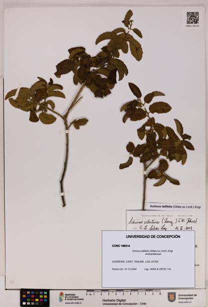 Schinus latifolia [Espécimen: UDEC:CONC:0166314]