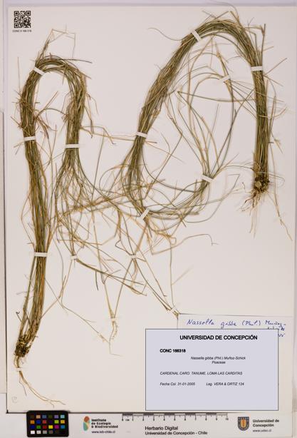 Nassella gibba [Espécimen: UDEC:CONC:0166318]
