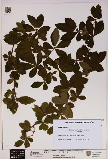 Cissus striata var. striata [Espécimen: UDEC:CONC:0166324]