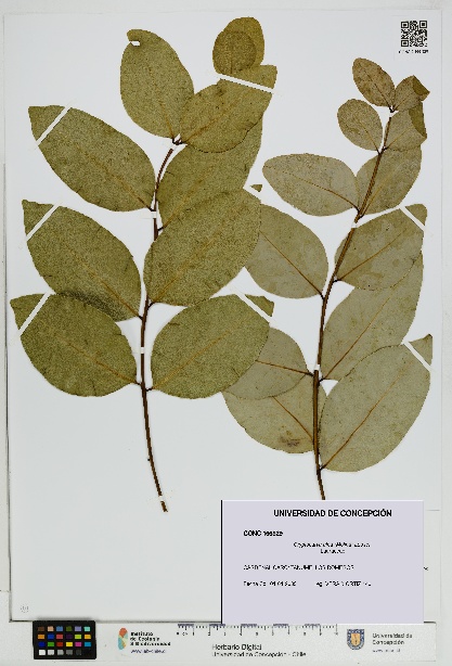 Cryptocarya alba [Espécimen: UDEC:CONC:0166329]
