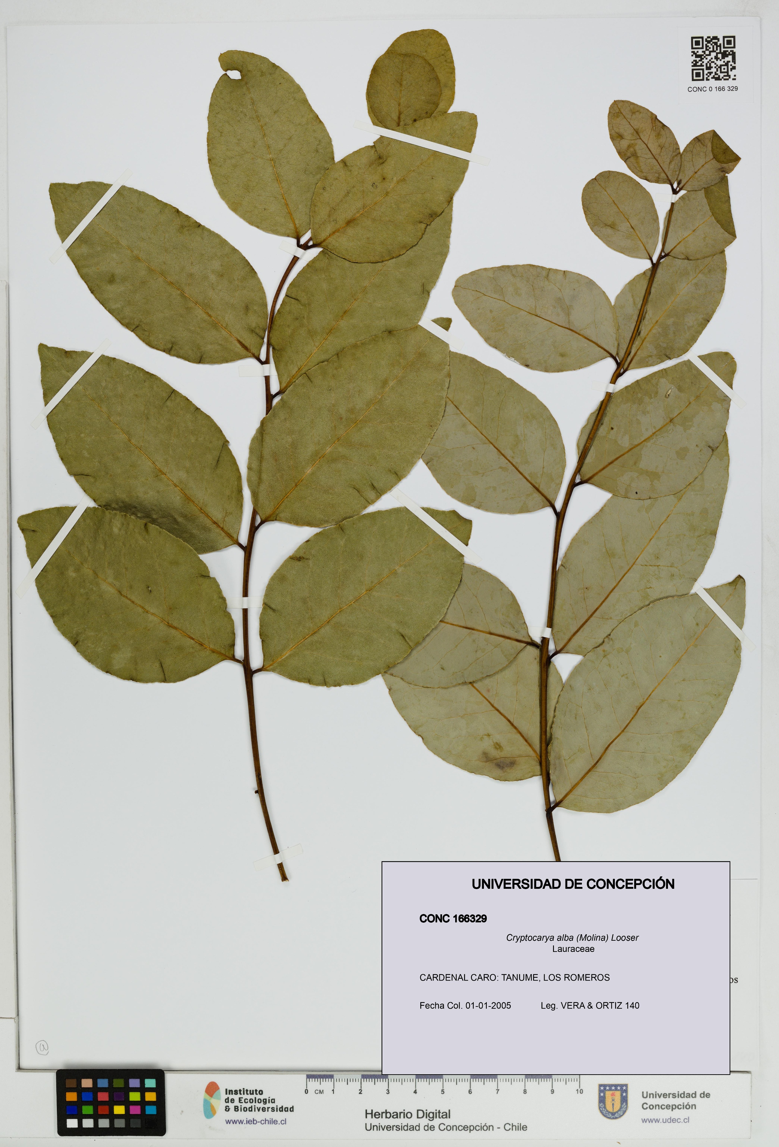 Cryptocarya alba [Espécimen: UDEC:CONC:0166329]