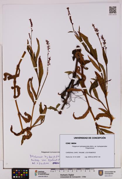 Polygonum hydropiperoides var. hydropiperoides [Espécimen: UDEC:CONC:0166334]