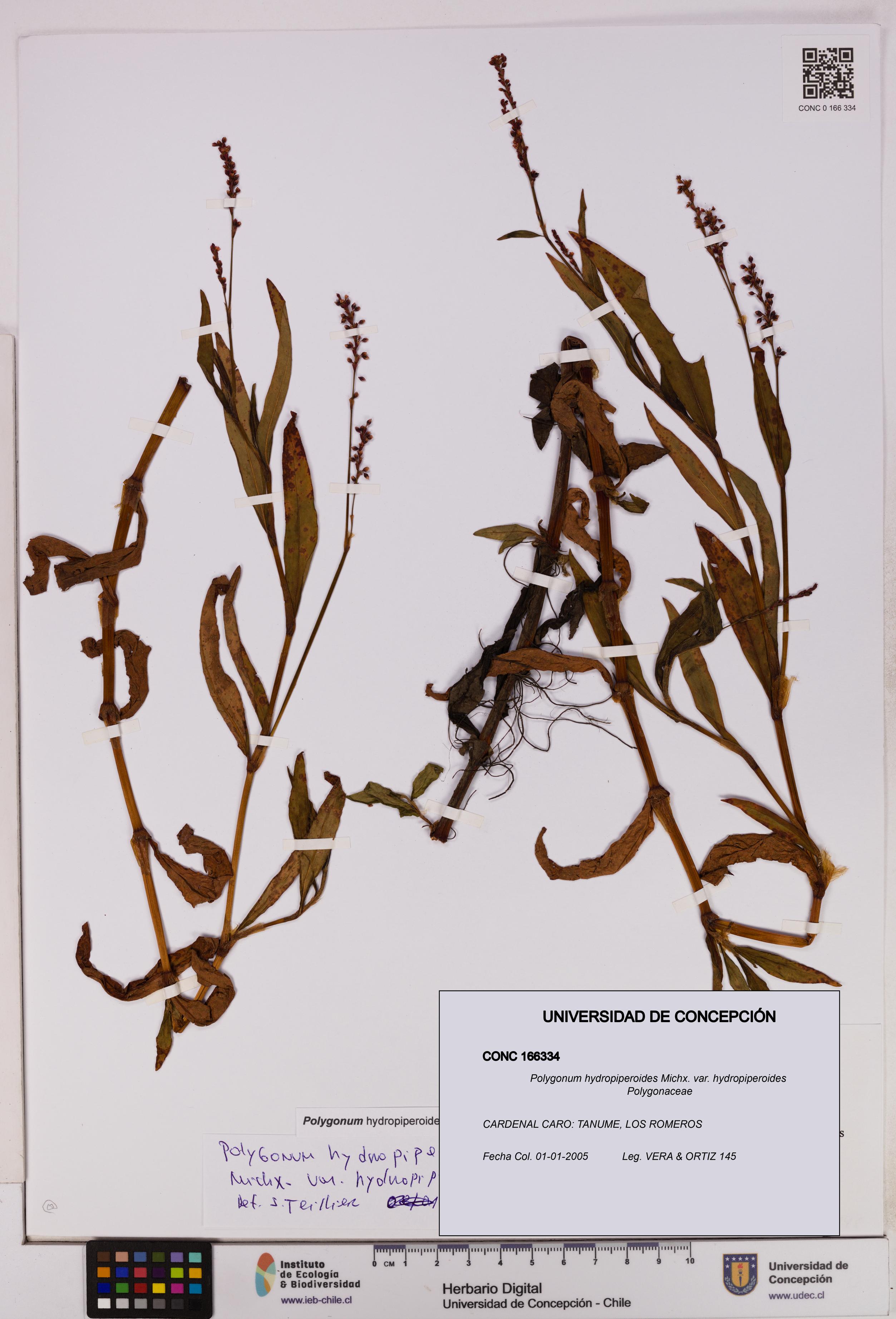 Polygonum hydropiperoides var. hydropiperoides [Espécimen: UDEC:CONC:0166334]