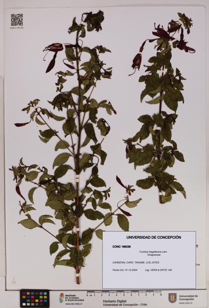Fuchsia magellanica [Espécimen: UDEC:CONC:0166338]