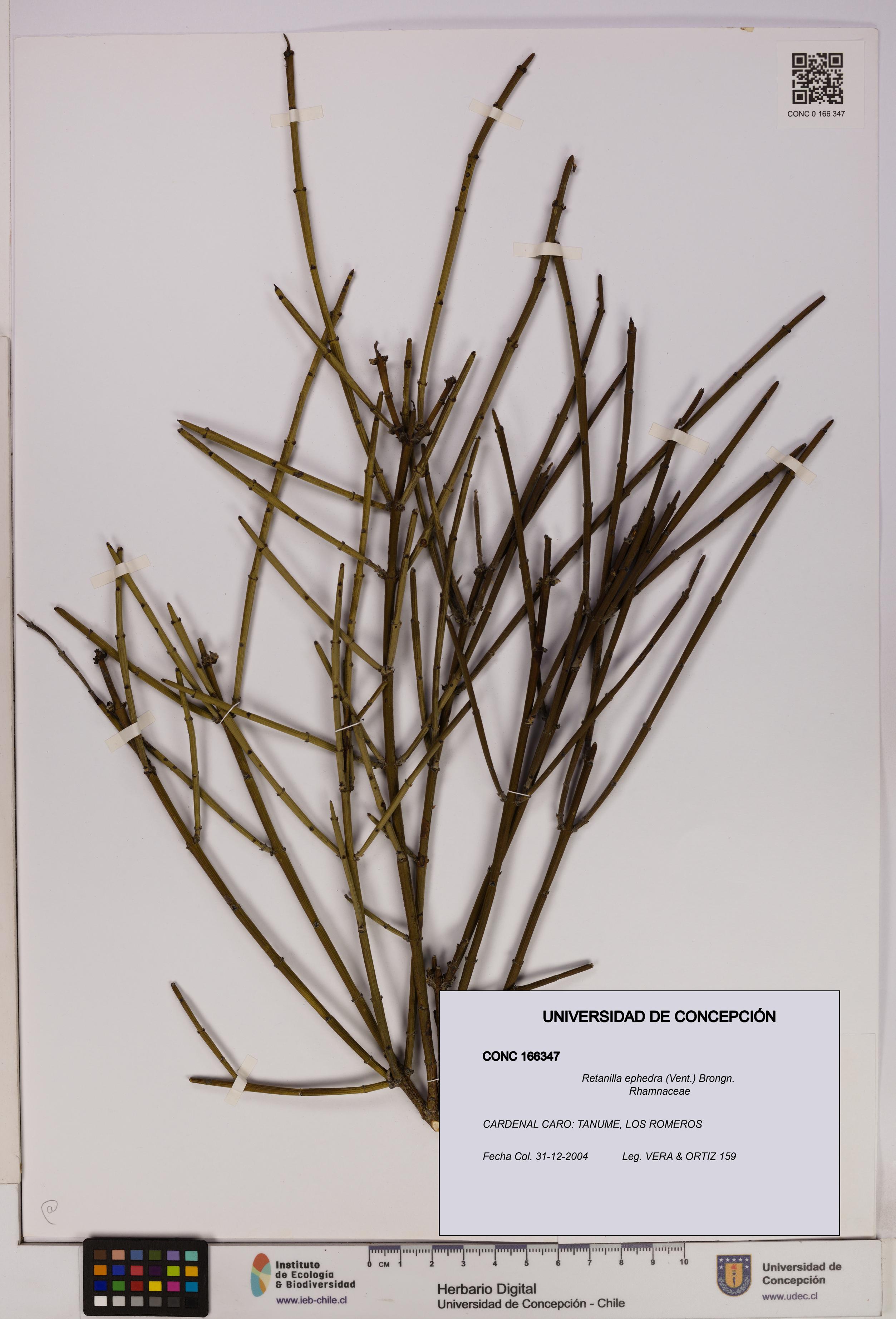 Retanilla ephedra [Espécimen: UDEC:CONC:0166347]