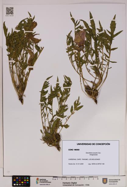 Oenothera acaulis [Espécimen: UDEC:CONC:0166353]