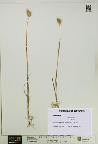 Lagurus ovatus [Espécimen: UDEC:CONC:0166355]