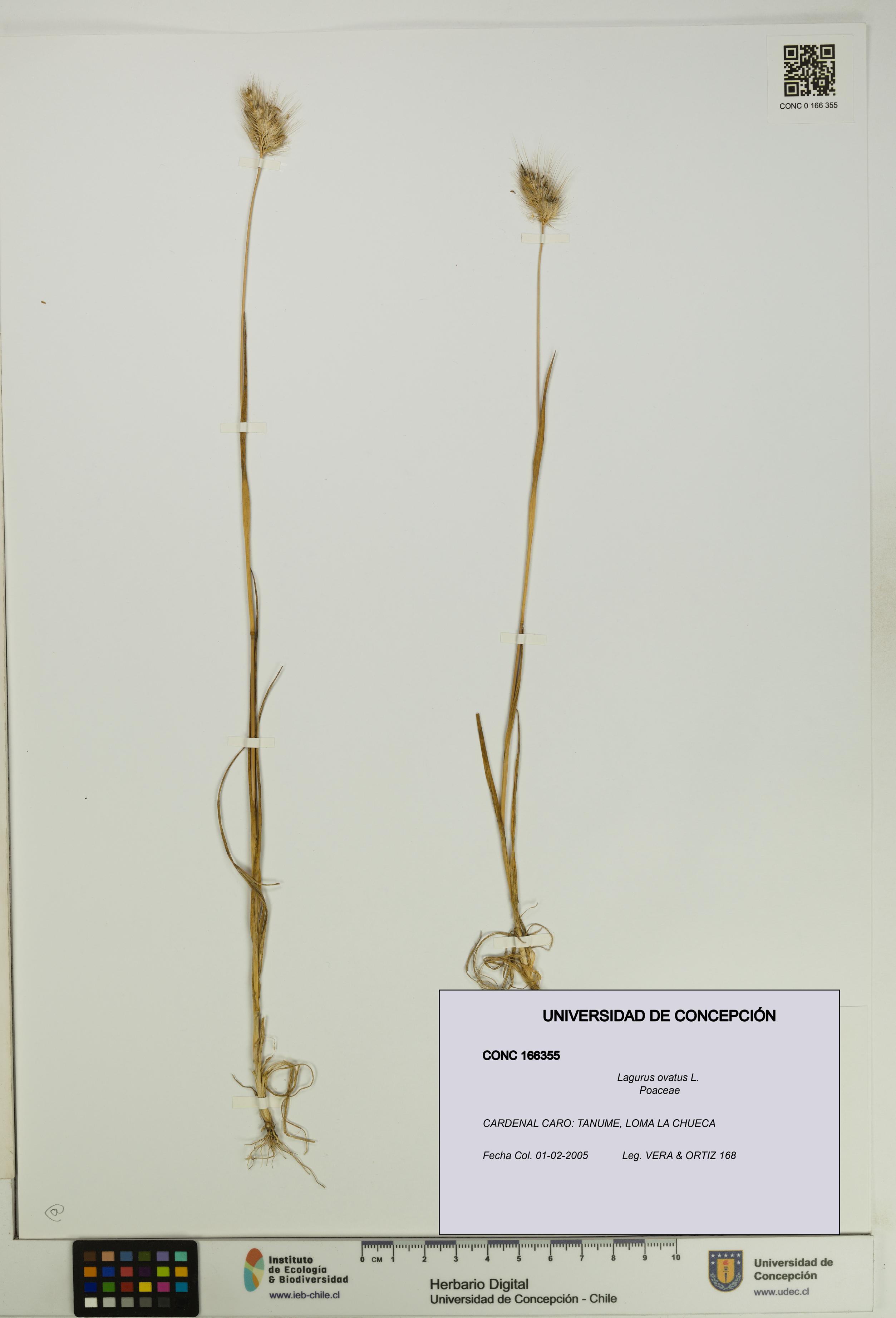 Lagurus ovatus [Espécimen: UDEC:CONC:0166355]