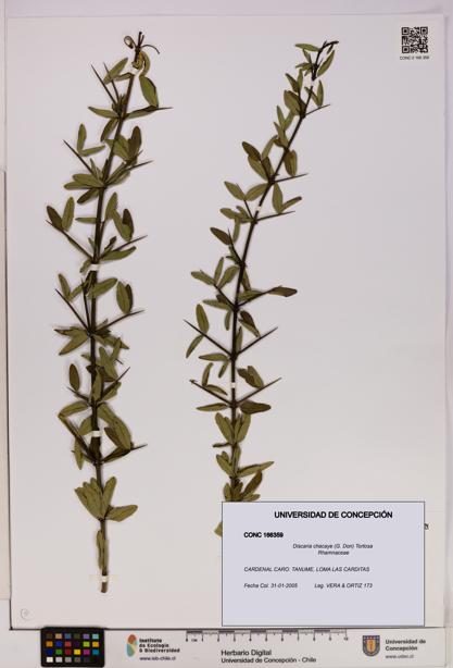 Discaria chacaye [Espécimen: UDEC:CONC:0166359]