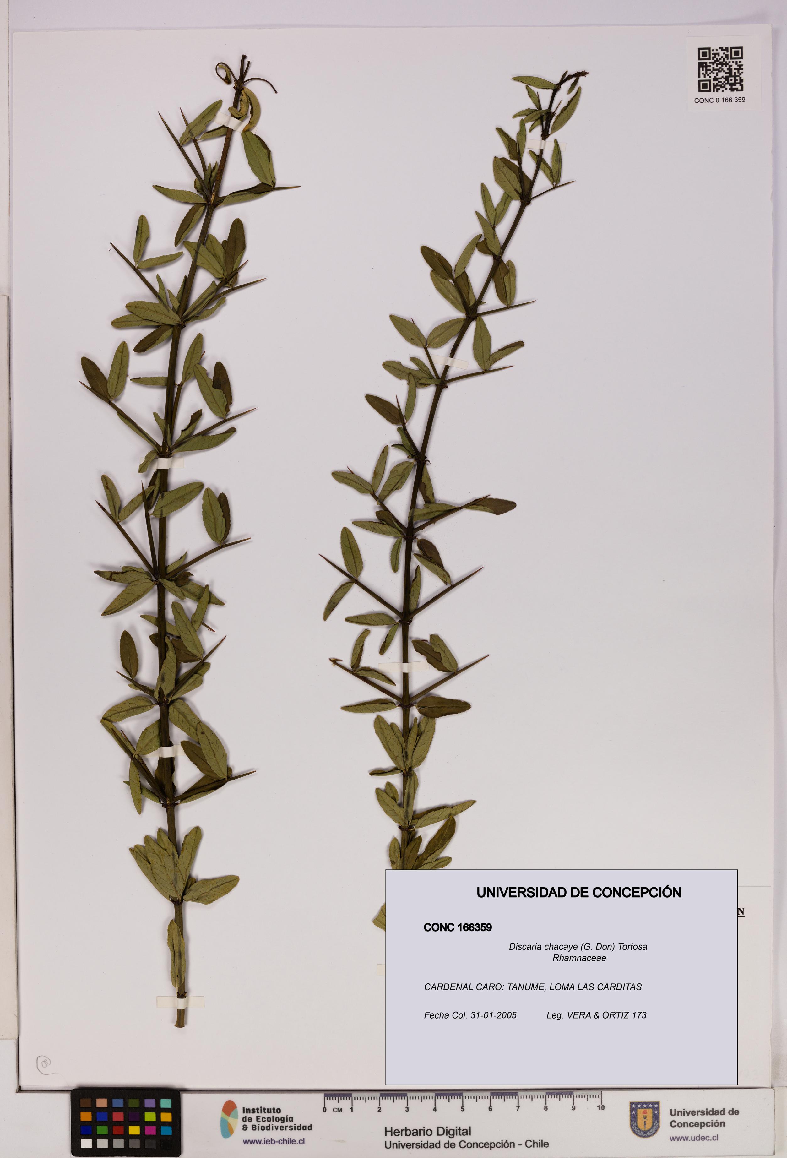 Discaria chacaye [Espécimen: UDEC:CONC:0166359]