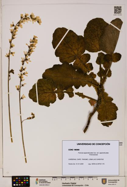 Francoa appendiculata [Espécimen: ]