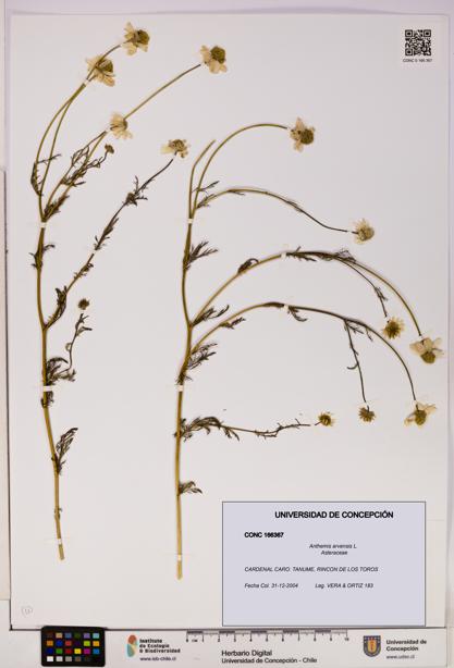 Anthemis arvensis [Espécimen: UDEC:CONC:0166367]