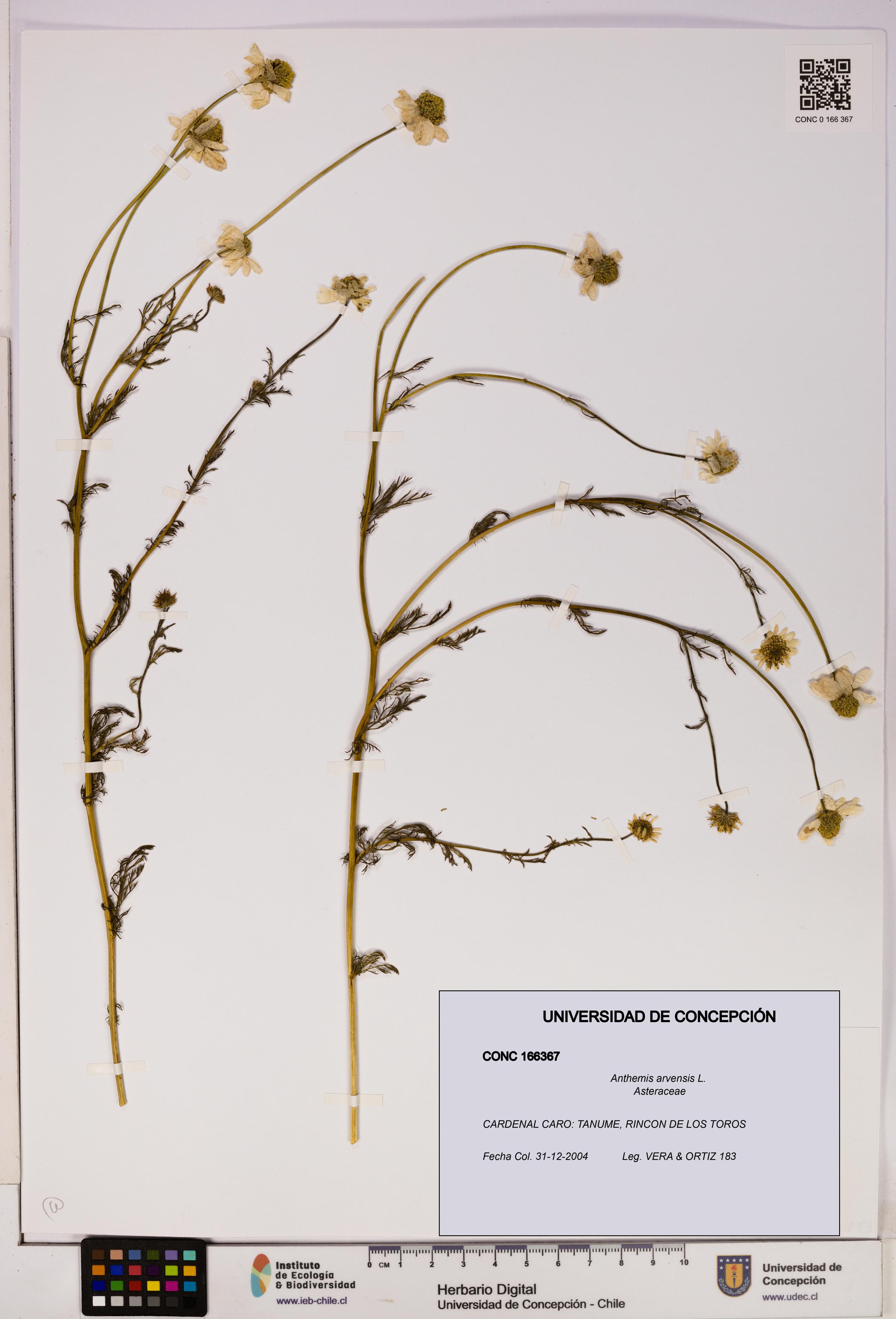 Anthemis arvensis [Espécimen: UDEC:CONC:0166367]