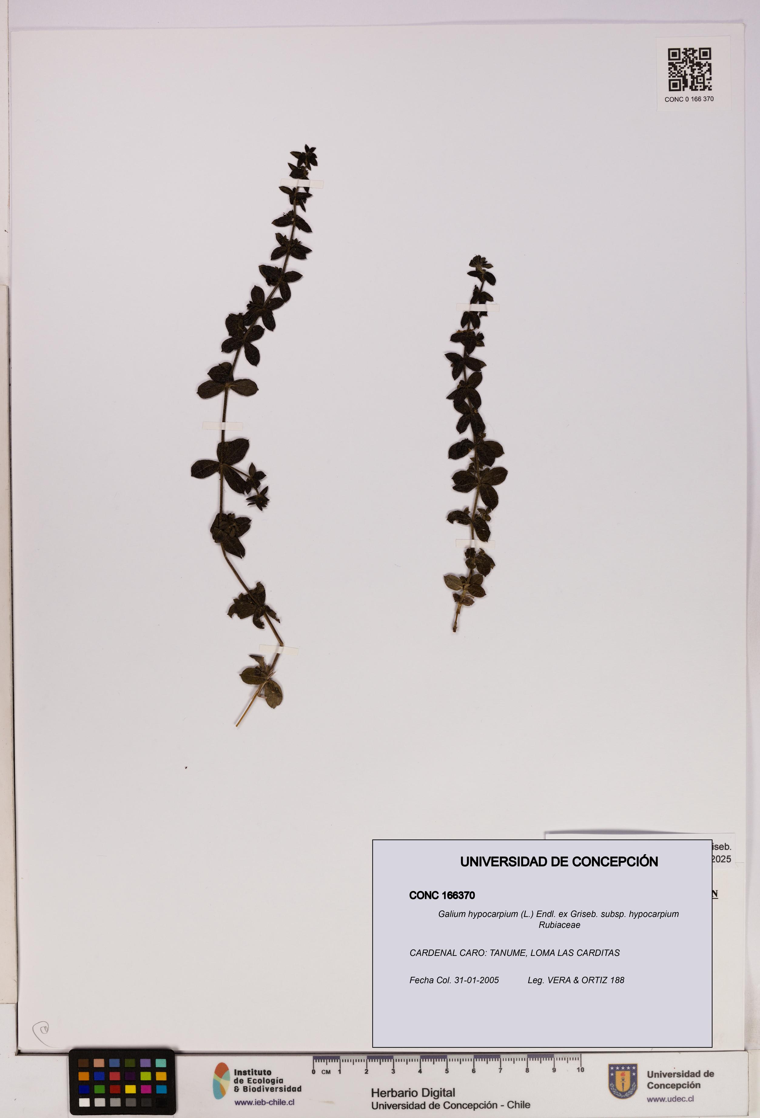 Galium hypocarpium subsp. hypocarpium [Espécimen: UDEC:CONC:0166370]