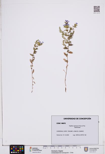 Triptilion spinosum [Espécimen: ]