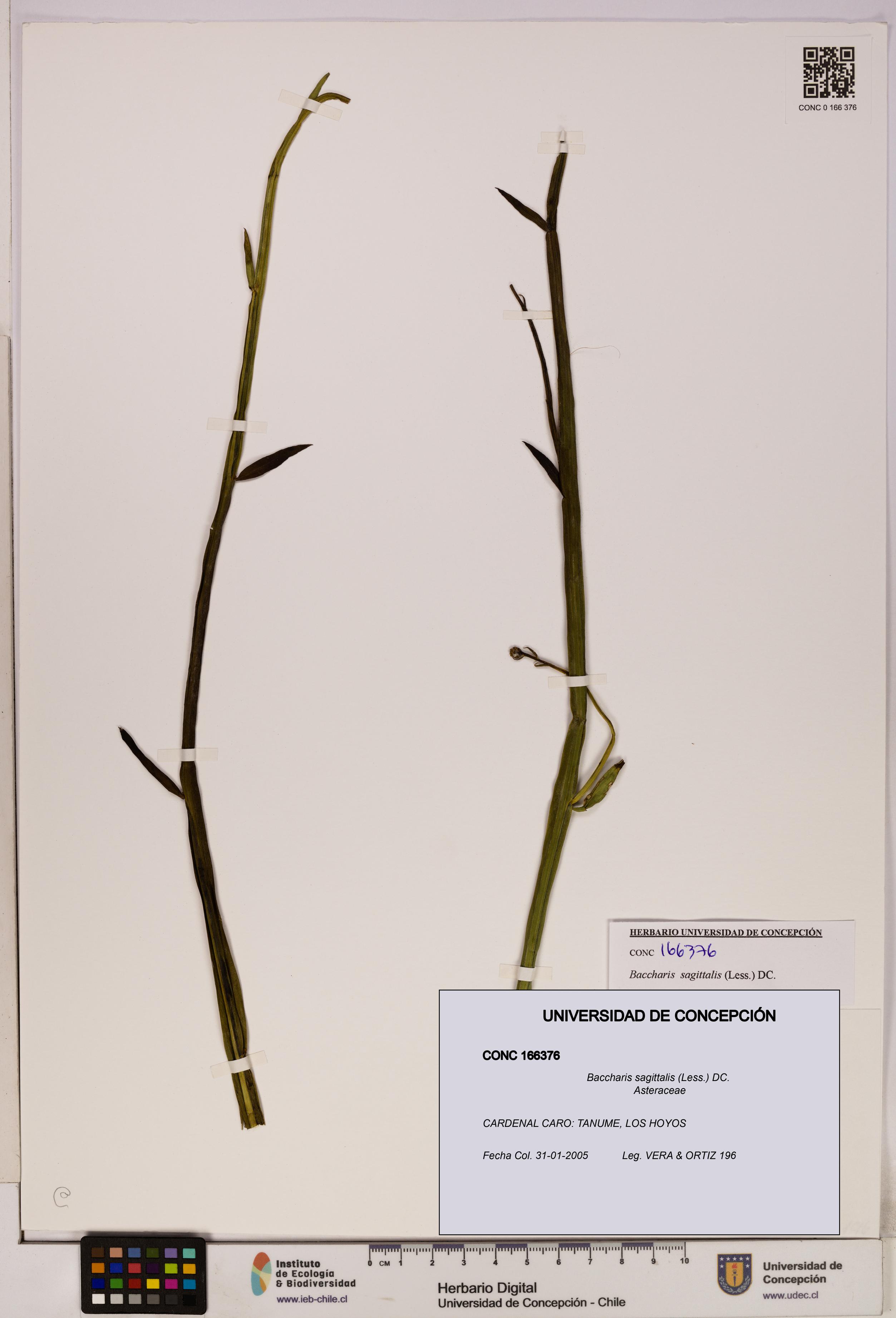 Baccharis sagittalis [Espécimen: UDEC:CONC:0166376]