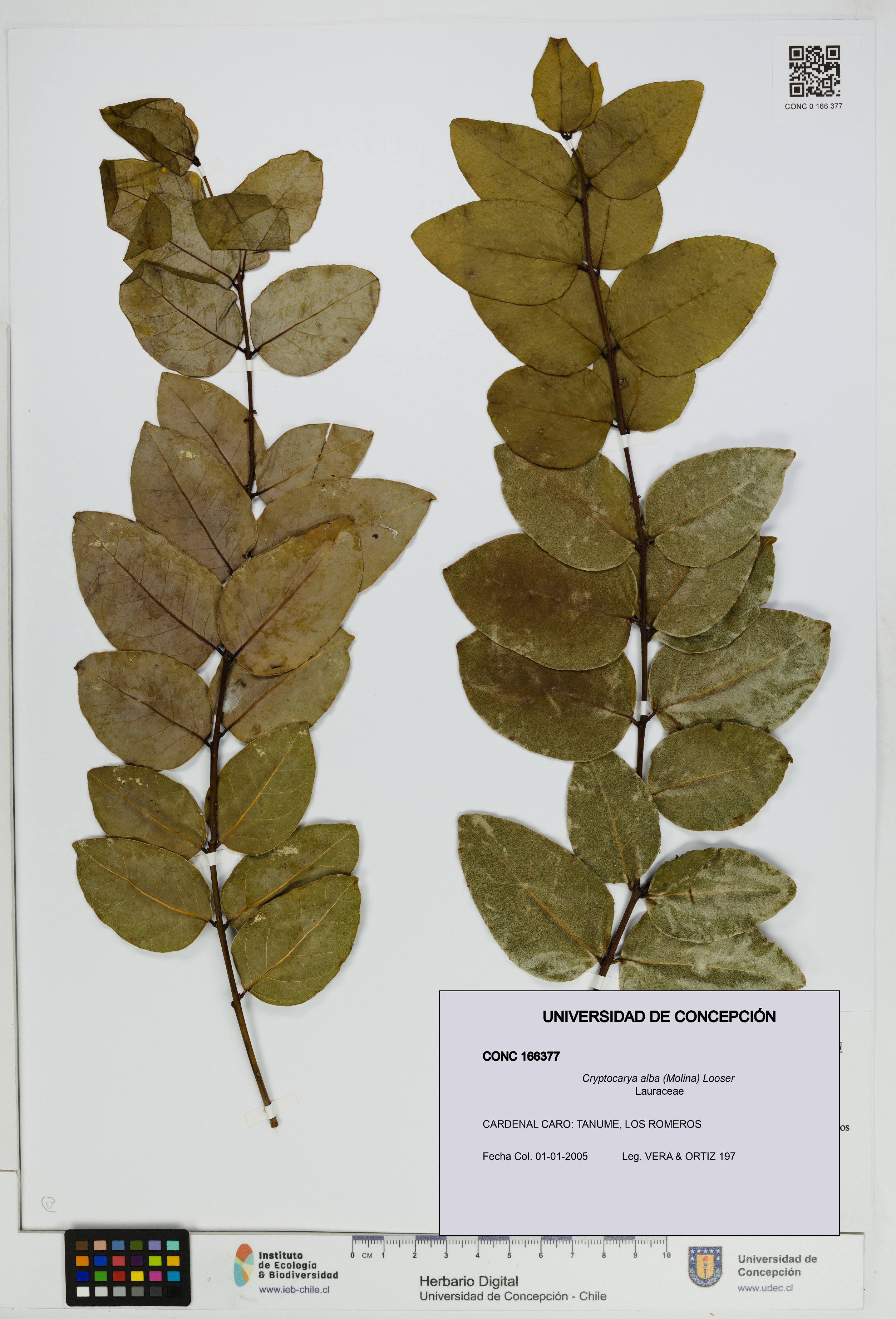 Cryptocarya alba [Espécimen: UDEC:CONC:0166377]
