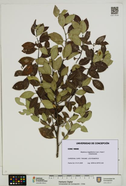 Maytenus magellanica [Espécimen: UDEC:CONC:0166383]