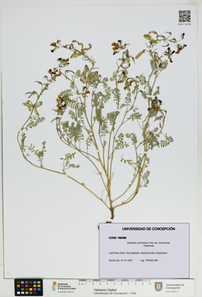 Adesmia corymbosa var. corymbosa [Espécimen: UDEC:CONC:0166396]