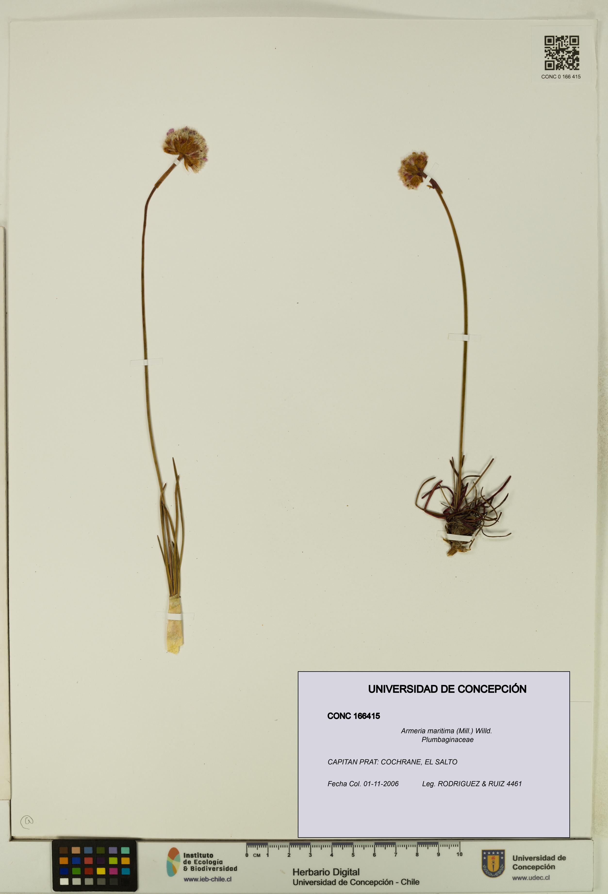 Armeria maritima [Espécimen: UDEC:CONC:0166415]