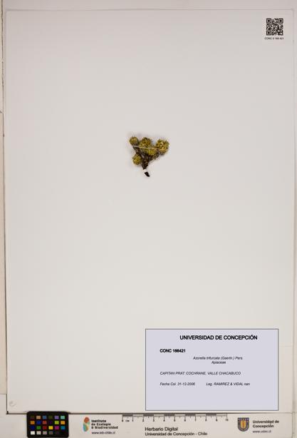 Azorella trifurcata [Espécimen: ]