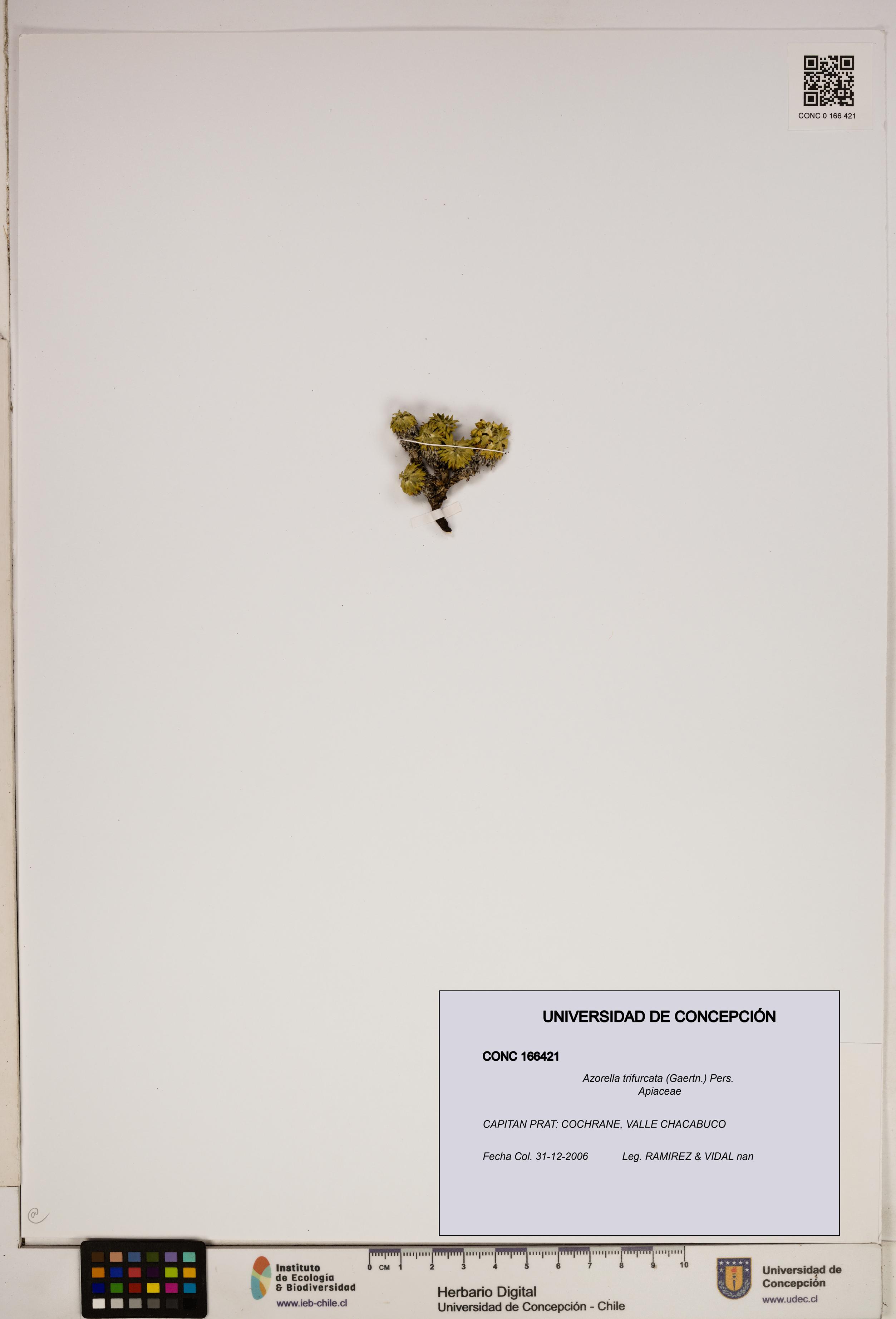 Azorella trifurcata [Espécimen: ]