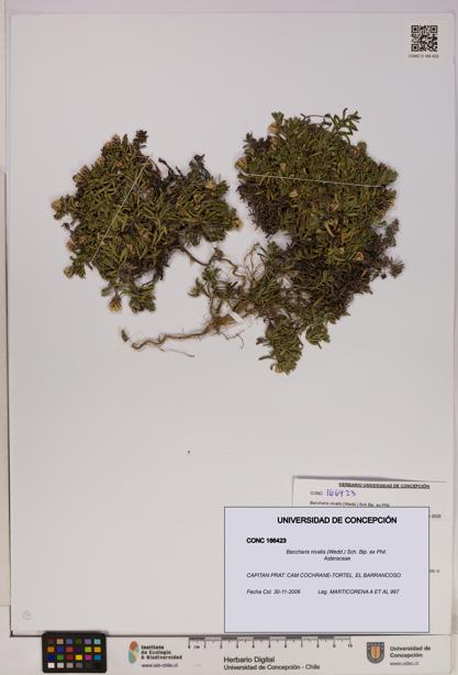 Baccharis nivalis [Espécimen: UDEC:CONC:0166423]