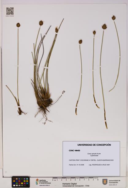 Carex aphylla [Espécimen: UDEC:CONC:0166453]