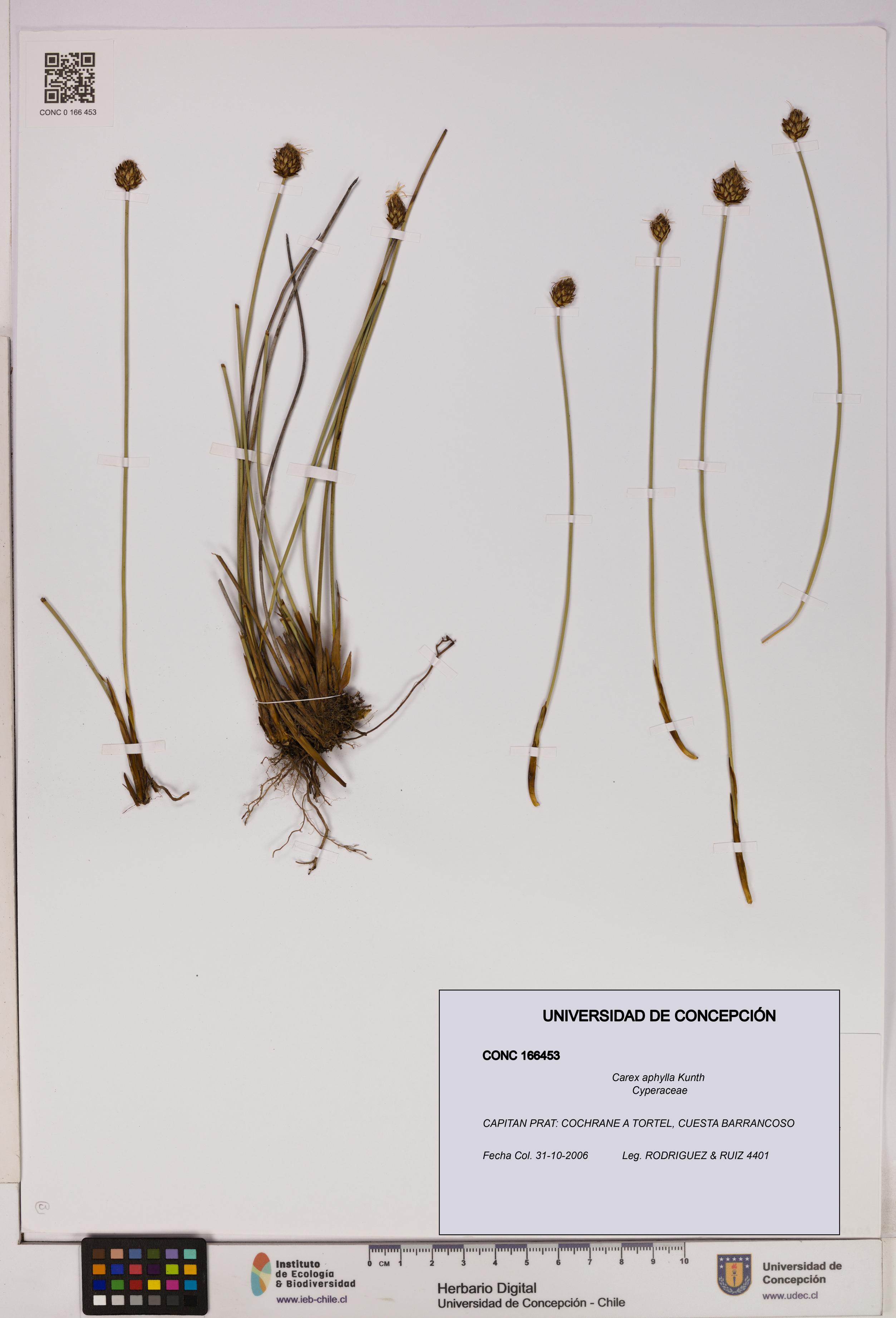 Carex aphylla [Espécimen: UDEC:CONC:0166453]