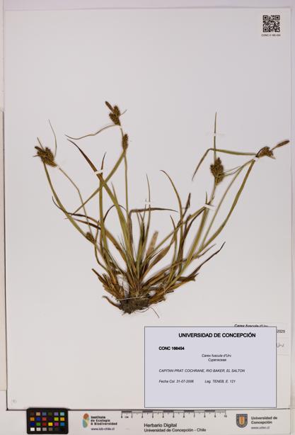 Carex fuscula [Espécimen: UDEC:CONC:0166454]