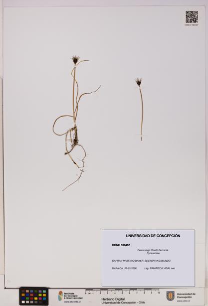 Carex kingii [Espécimen: UDEC:CONC:0166457]