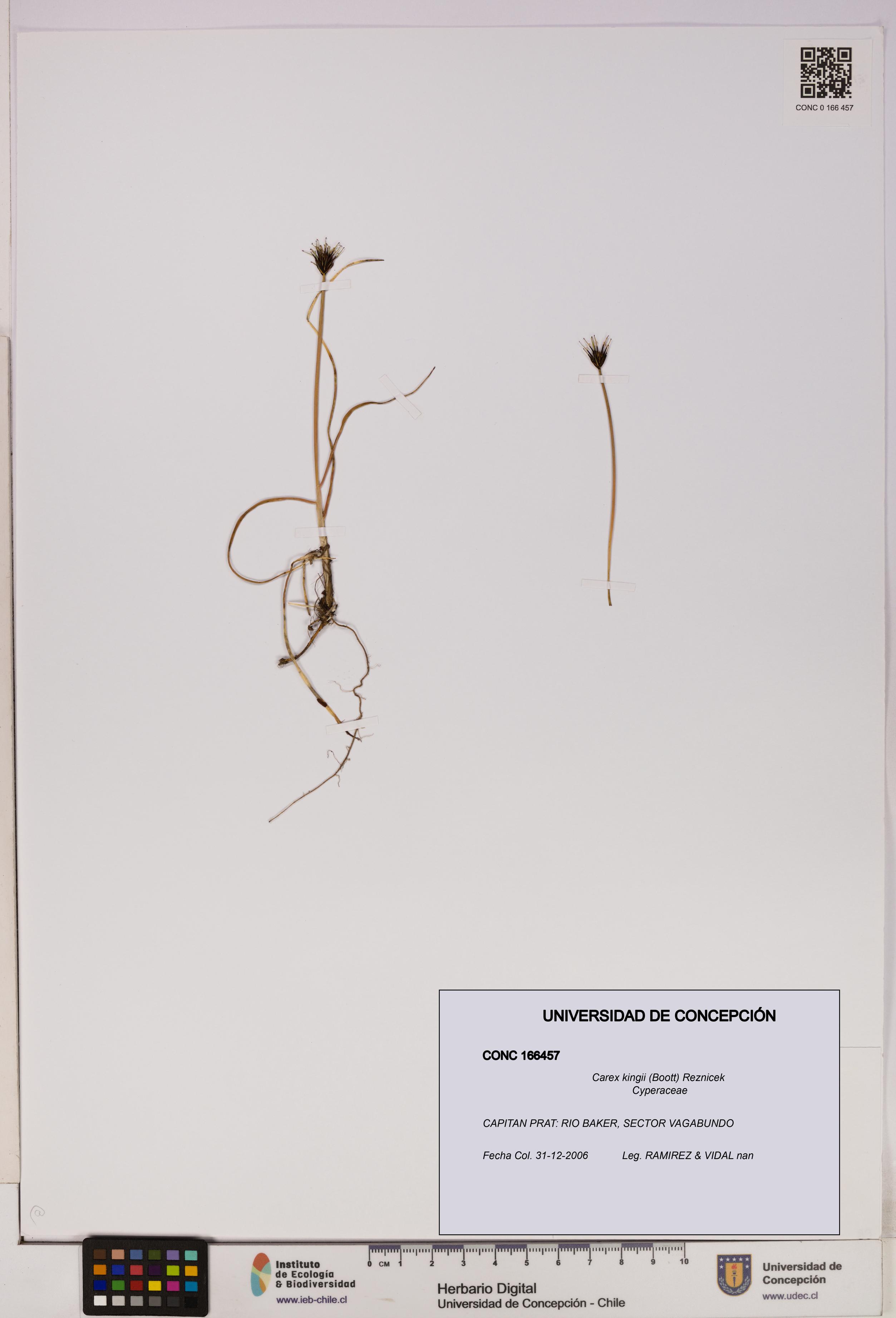 Carex kingii [Espécimen: UDEC:CONC:0166457]