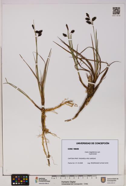 Carex magellanica [Espécimen: UDEC:CONC:0166459]