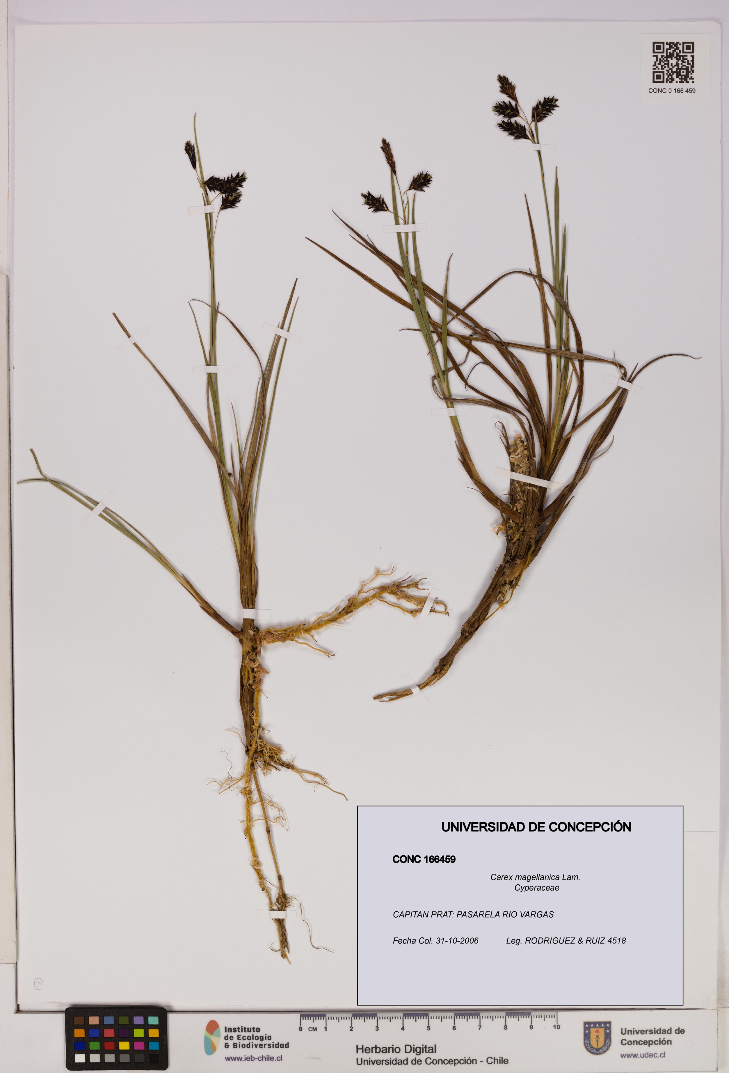 Carex magellanica [Espécimen: UDEC:CONC:0166459]