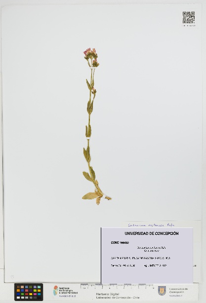 Centaurium erythraea [Espécimen: UDEC:CONC:0166460]