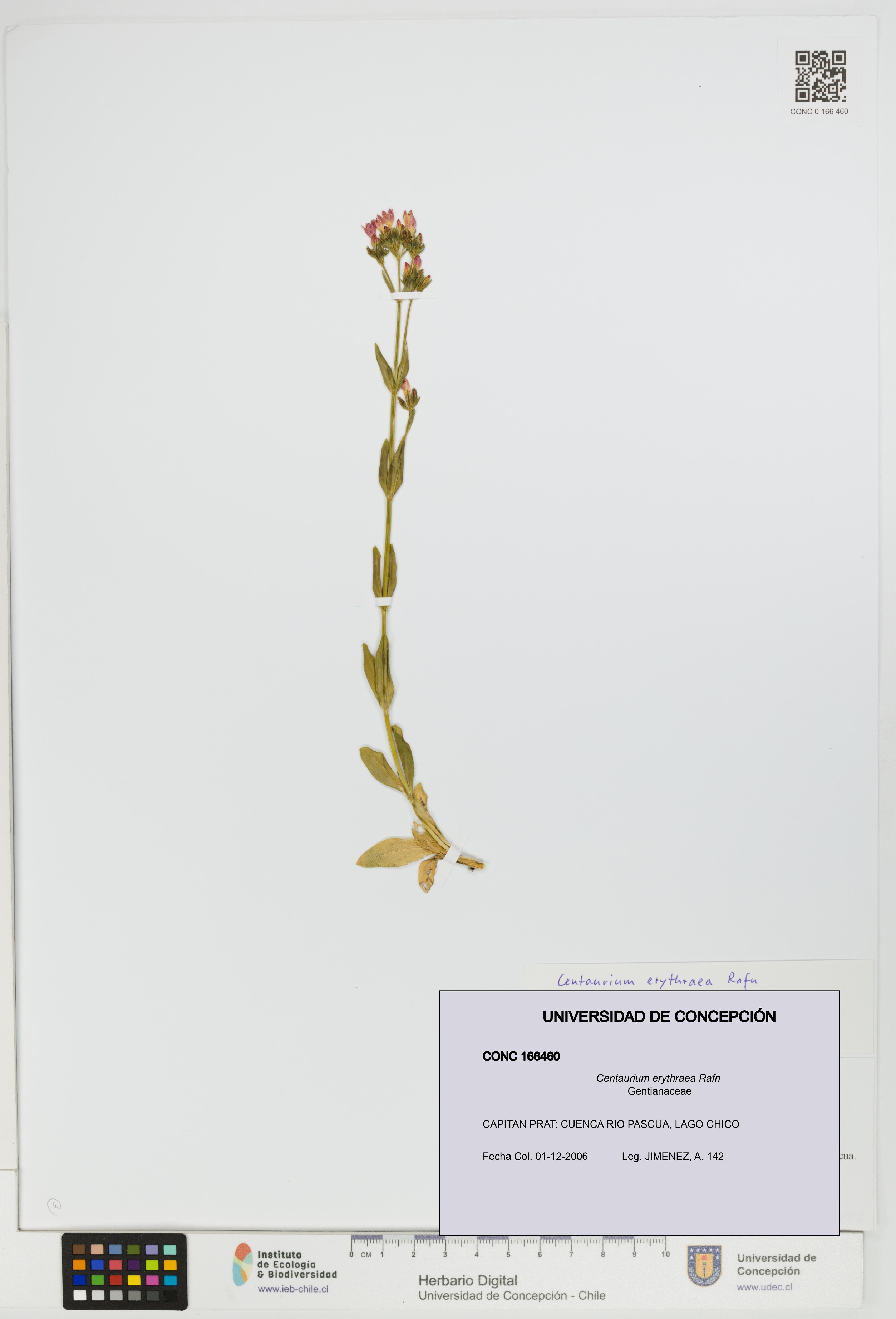 Centaurium erythraea [Espécimen: UDEC:CONC:0166460]