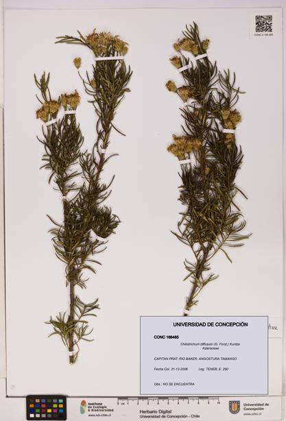 Chiliotrichum diffusum [Espécimen: UDEC:CONC:0166465]