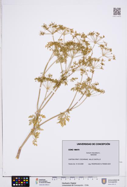 Conium maculatum [Espécimen: ]