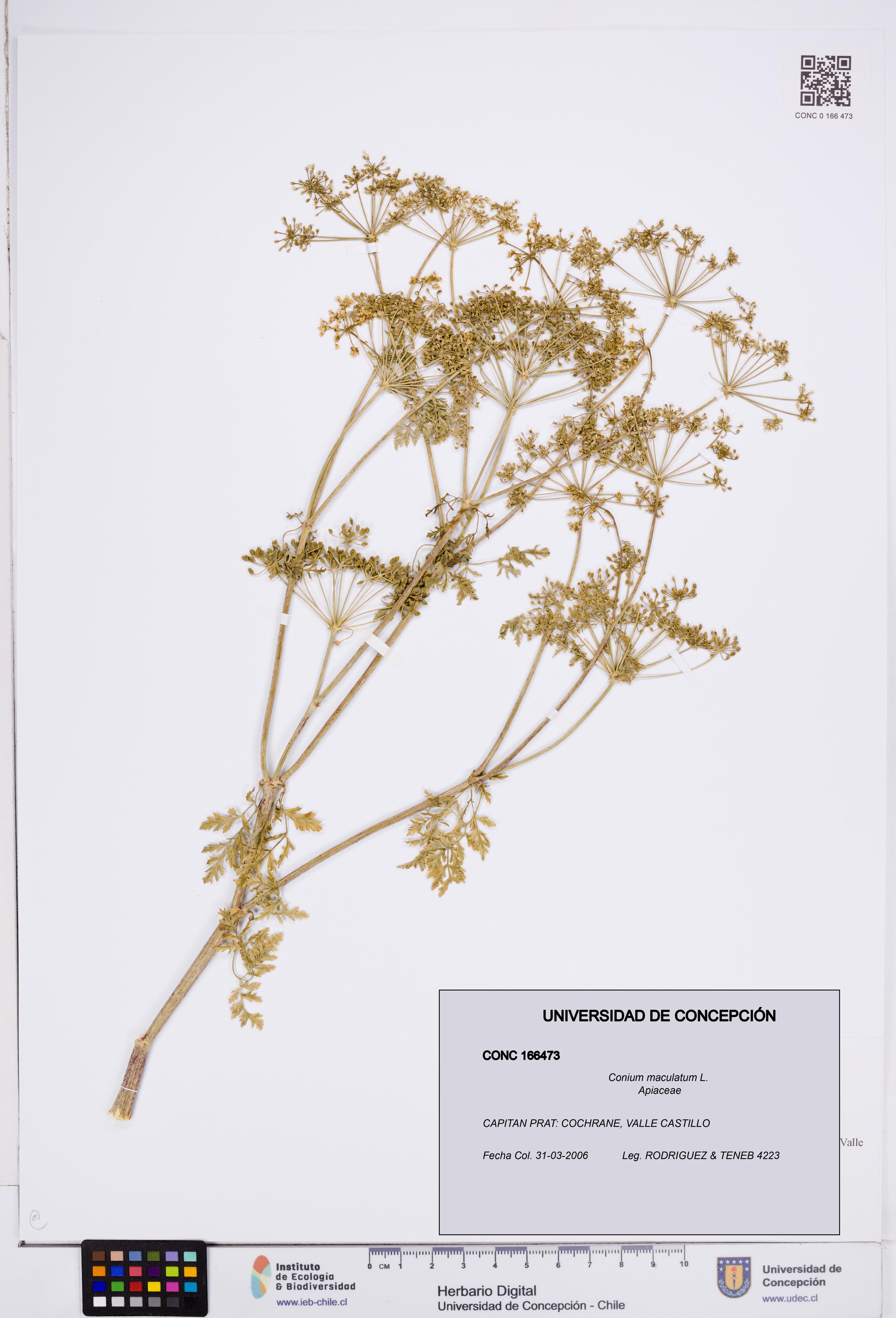 Conium maculatum [Espécimen: ]